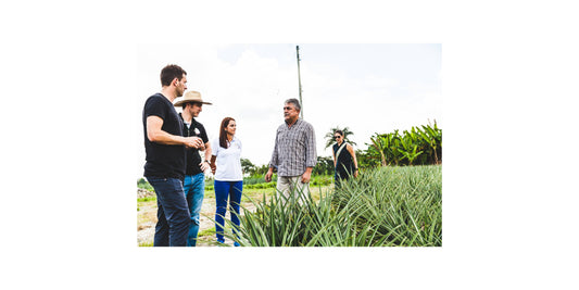 Mit German Grajales im Ananasfeld