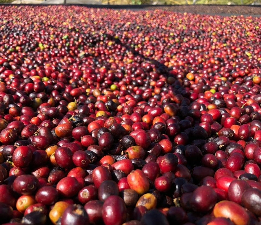 Rohkaffee - Brasilien - CQT - COCARIVE - Mantiqueira Roxo - Natural