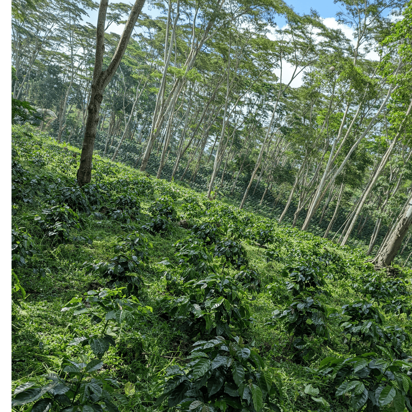 Kaffee Ursprungsreise Kolumbien - 7 Tage Specialty Coffee