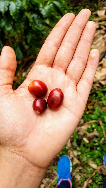 Rohkaffee - Kolumbien - El Trebol - Frauenkaffee - Castillo, Caturra, Colombia - entkoffeiniert (DECAF) - Gewaschen