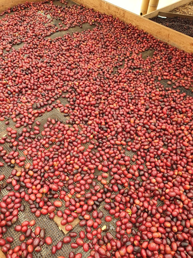 Rohkaffee - Kolumbien - La Veranera Caturra - Natural Anaerob
