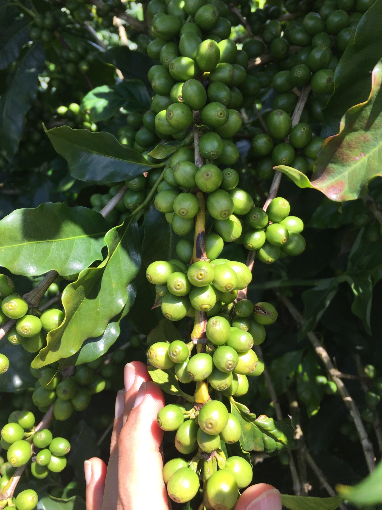 Probepackung - COCARIVE - Mantiqueira Azul - Pulped Natural