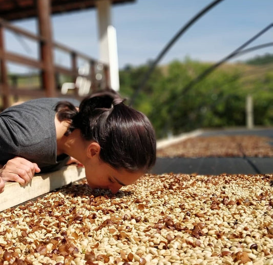Rohkaffee - Brasilien - CQT - COCARIVE - Mantiqueira Azul - Pulped Natural
