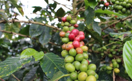 Rohkaffee - Kolumbien - Rainforest  Community Coffee  -  RFA Certified (washed)