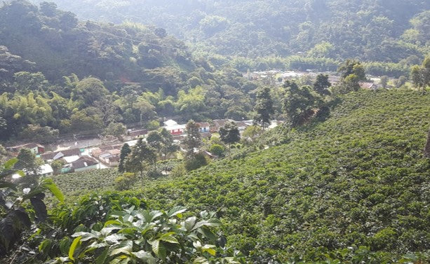 Rohkaffee - Kolumbien - Insula Castillo - Gewaschen