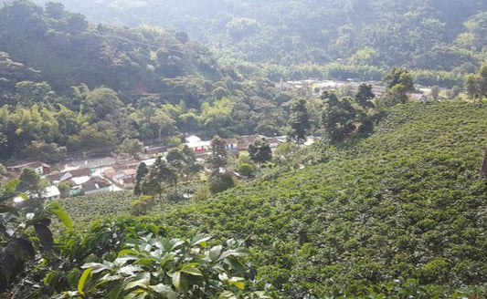 Green Coffee - Colombia - Insula Castillo - Washed