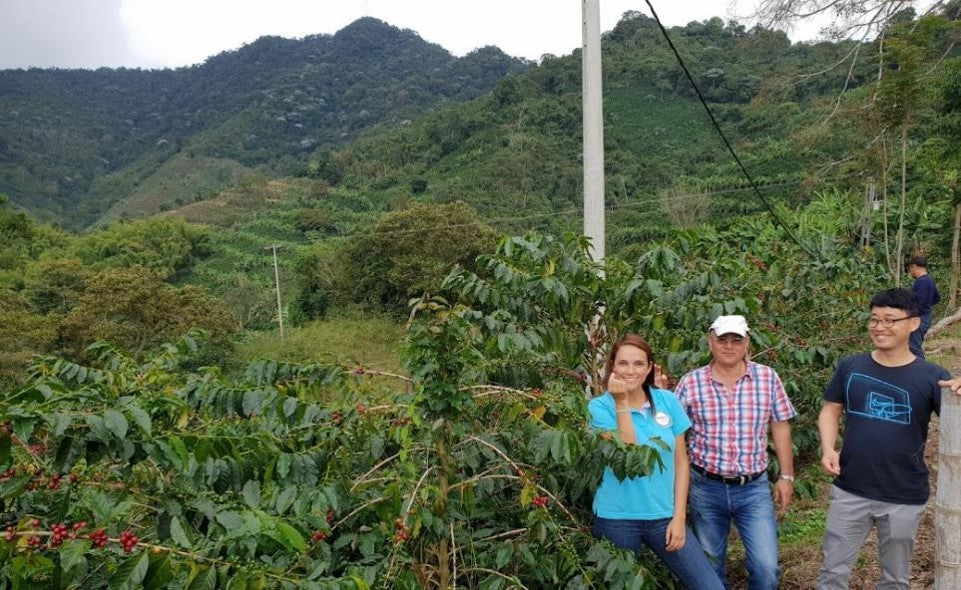 Rohkaffee - Kolumbien - Puerto Alegre - Castillo (Natural Carbonic Maceration)