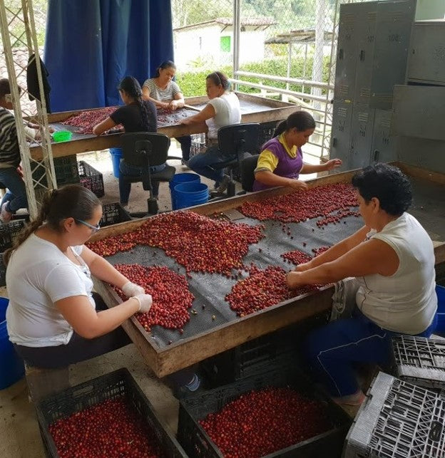 Rohkaffee - Kolumbien - Puerto Alegre - Castillo (Natural Carbonic Maceration)