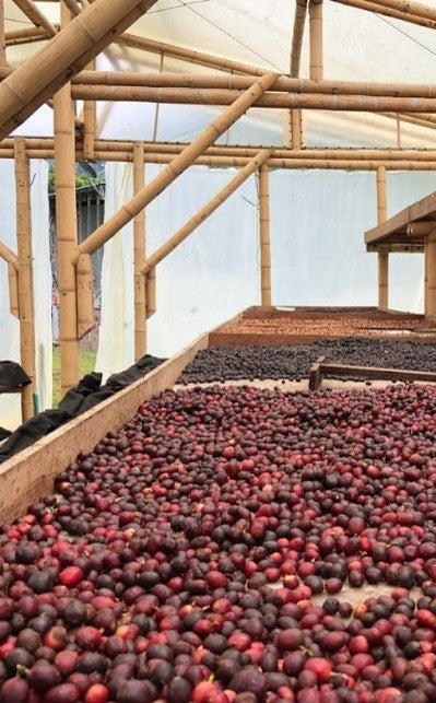 Rohkaffee - Kolumbien - Puerto Alegre - Castillo (Natural)