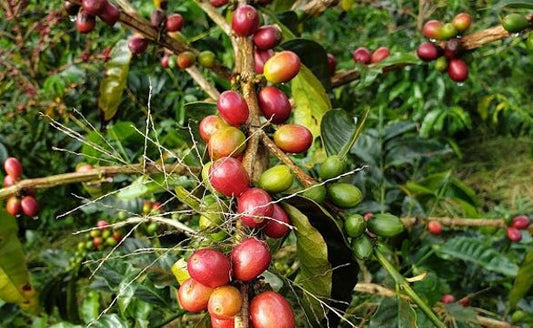 Rohkaffee - Kolumbien - Villa Esperanza Castillo (natural)