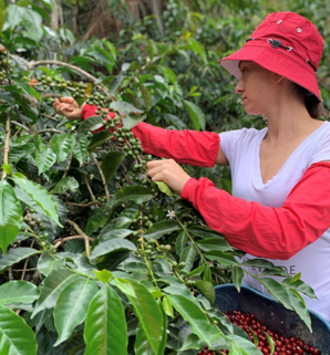Rohkaffee - Kolumbien - Monteverde Geisha (red natural)