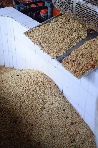 Rohkaffee - Kolumbien - Finca Florestales - Caturra Amarillo - Gewaschen