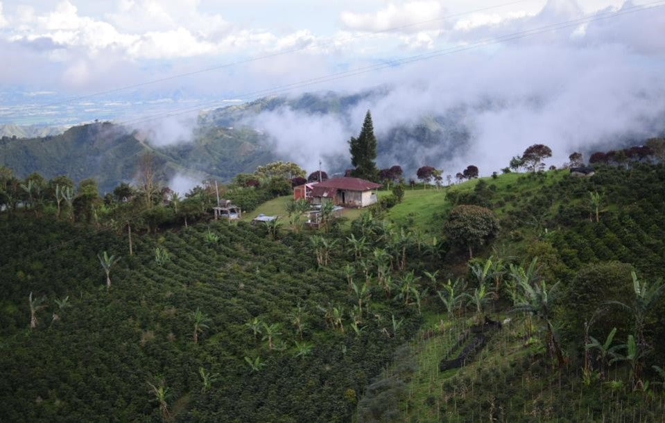 Rohkaffee - Kolumbien - Los Almendros - Pink Bourbon - washed