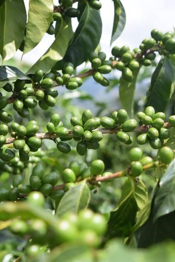 Rohkaffee - Kolumbien - Las Flores - Bourbon Sidra - Natural