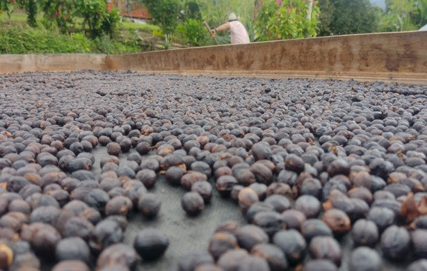 Green coffee - Colombia - Las Alegrias - Castillo - Osmotic Dehydration Blackberry - Natural - Co-fermentation