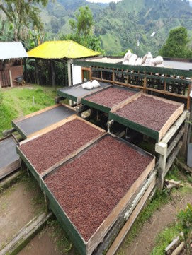 Green coffee - Colombia - Las Alegrias - Castillo - Osmotic Dehydration Blackberry - Natural - Co-fermentation
