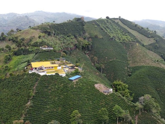 Rohkaffee - Kolumbien - Buenavista Colombia - Natural 72std Anaerob