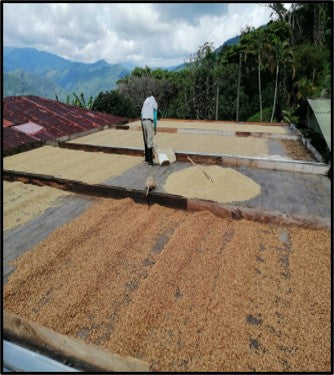 Rohkaffee - Kolumbien - Andaluz - Wush Wush - Gewaschen 48h
