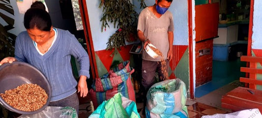 Rohkaffee - Kolumbien - Inga Aponte - Indigene Gruppe - Caturra/Colombia - Honey