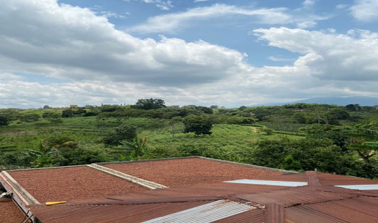 Green coffee - Colombia - La Sirena - Castillo - Koji - Natural