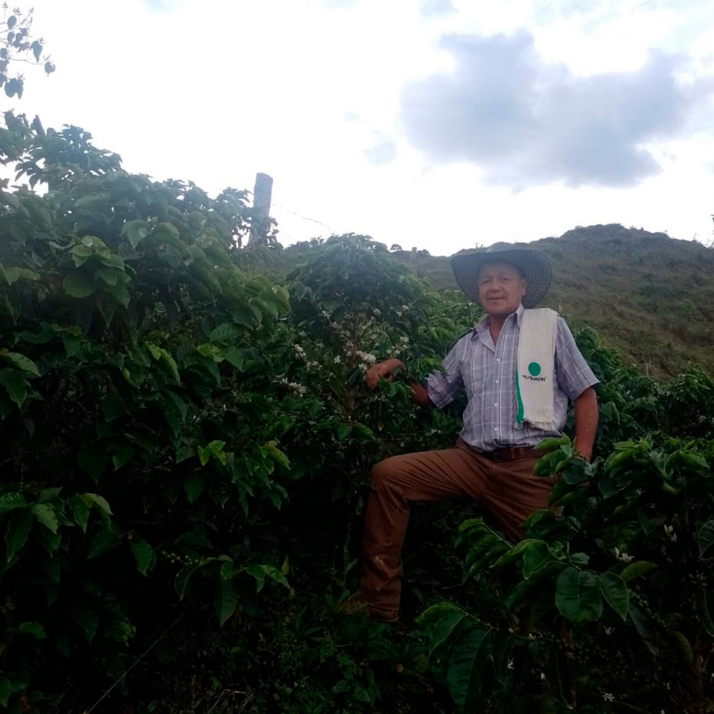 Green coffee - Colombia - Las Sombras - Castillo/Colombia - washed