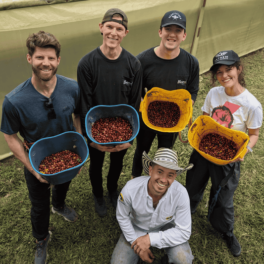 Sample pack - Colombia - El Girasol - Gesha/Geisha - washed 24h fermentation