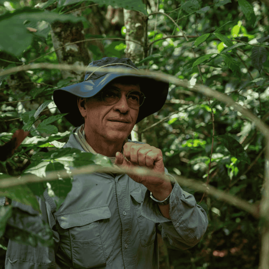 Rohkaffee - Kolumbien - Andaluz - Geisha - Gewaschen 48h