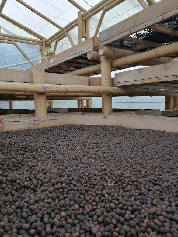 Rohkaffee - Kolumbien - Buenavista Colombia - Natural 72std Anaerob