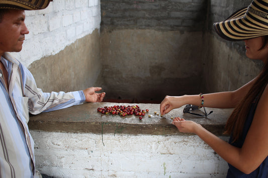 Rohkaffee - Kolumbien - La Cristalina - entkoffeiniert (DECAF) - Gewaschen