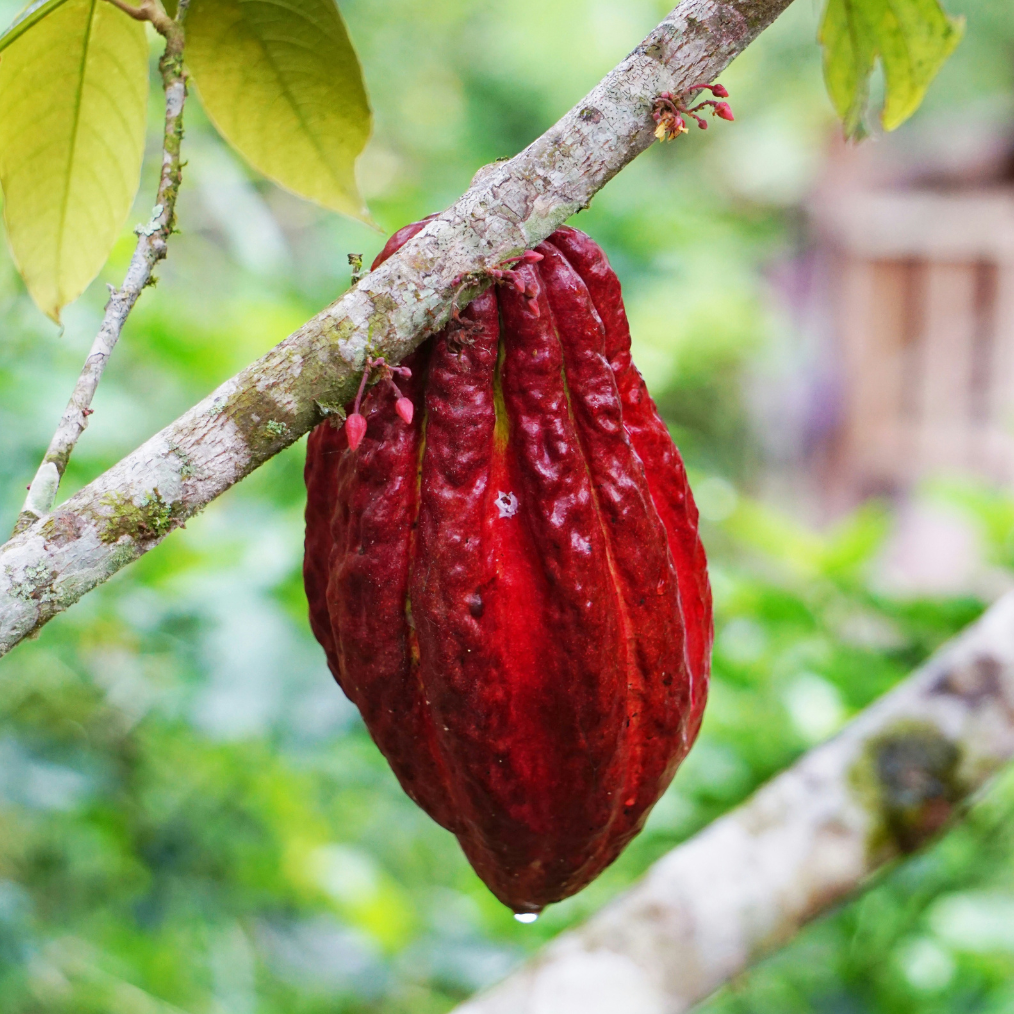 Olmekakao - Zeremonialkakao / Ritualkakao - 100% Roh-Kakaomasse 0,25kg (2x125g Tafeln)