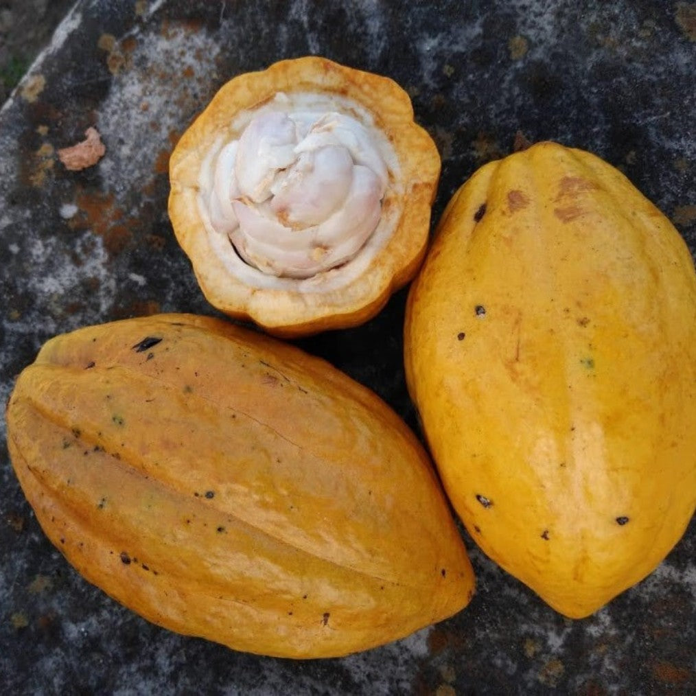 Olmekakao - Zeremonialkakao / Ritualkakao - 100% Roh-Kakaomasse 0,25kg (2x125g Tafeln)