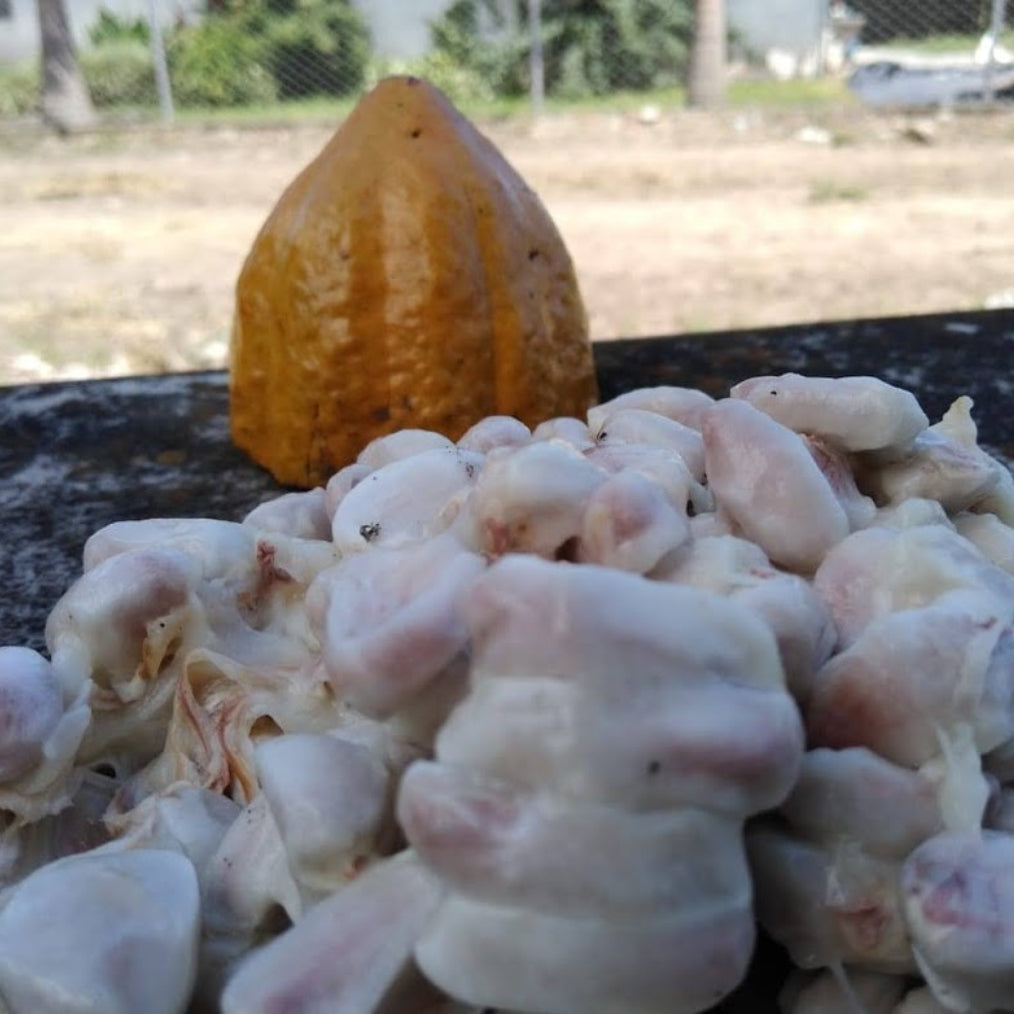 Olmekakao - Zeremonialkakao / Ritualkakao - 100% Roh-Kakaomasse 0,25kg (2x125g Tafeln)