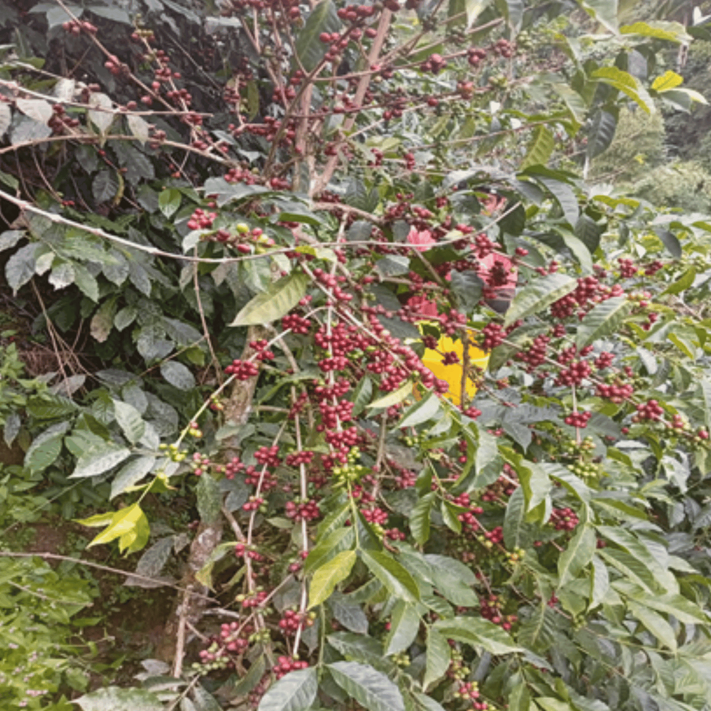 Sample pack - Colombia - La Moneda - Gesha/Geisha - Semi Washed