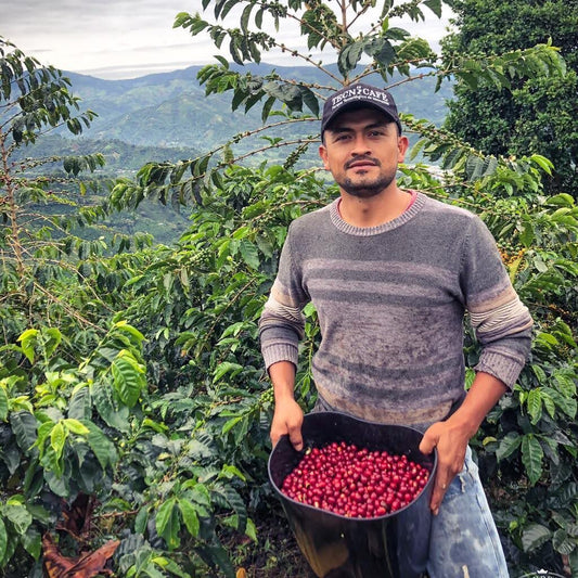 Raw coffee - Colombia - Los Nogales - Typica - DECAF (Low-Caf)