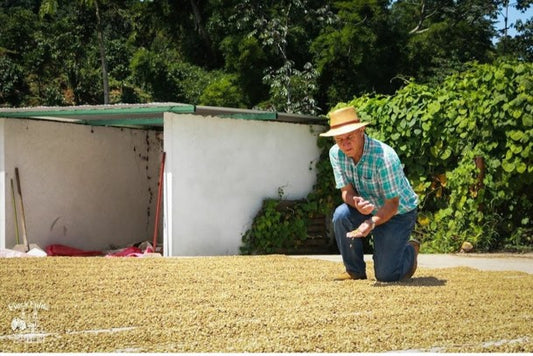Rohkaffee - Mexiko -  Finca Fulda Arabica (Gewaschen)