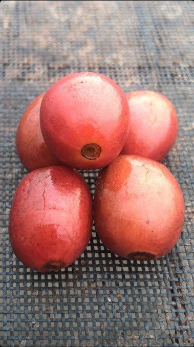 Rohkaffee - Kolumbien - Finca Belen CS - Pink Bourbon - Natural