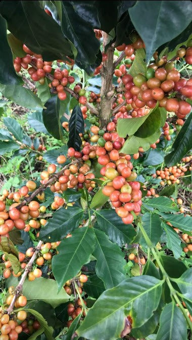 Rohkaffee - Kolumbien - Villa Flor Pink Bourbon (honey)