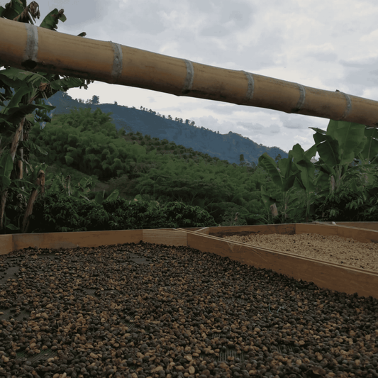 Green coffee - Colombia - Villa Esperanza Castillo (natural)