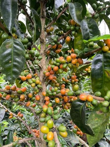 Rohkaffee - Kolumbien - Los Almendros - Pink Bourbon - washed