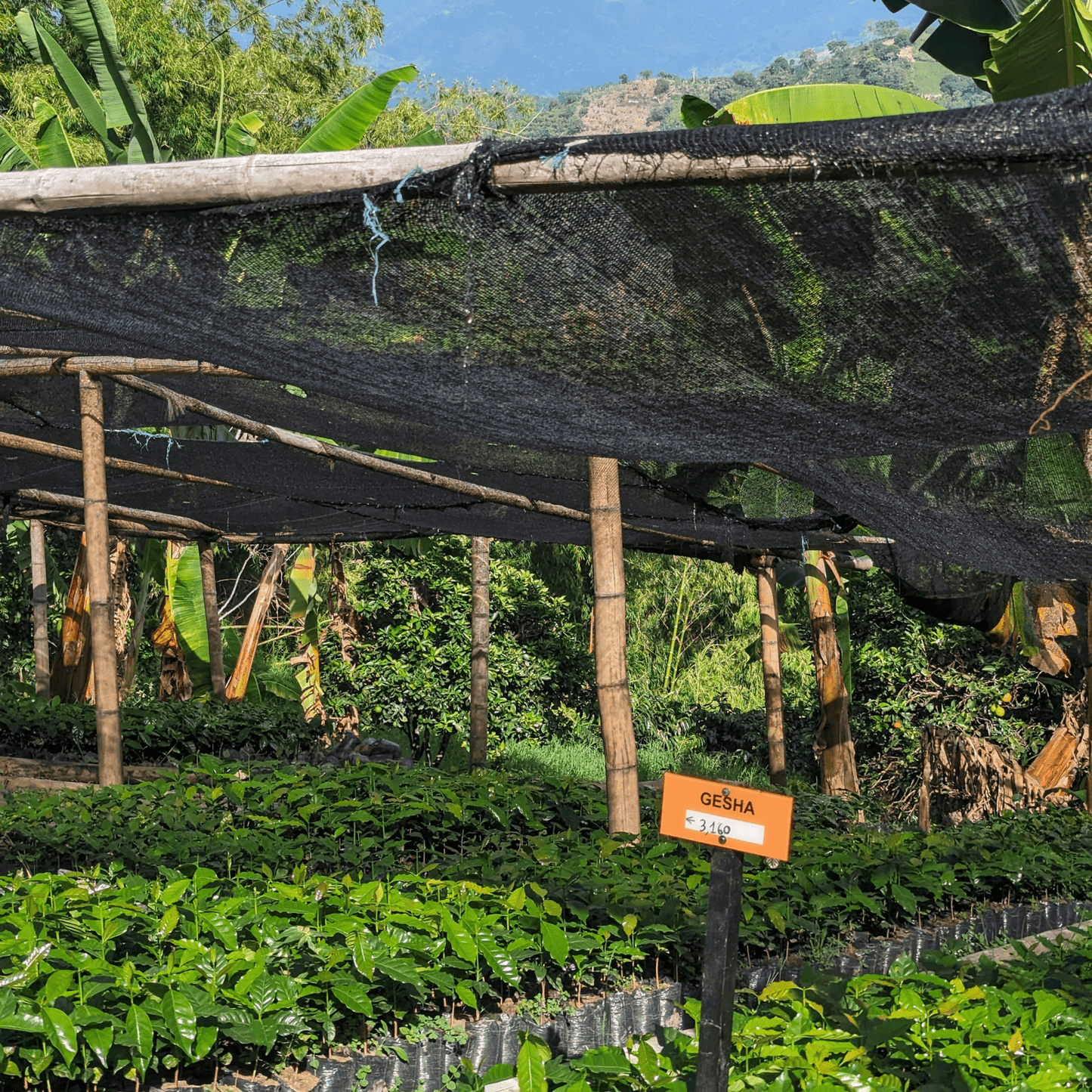 Coffee Origin Tour Colombia - 7 Days Specialty Coffee