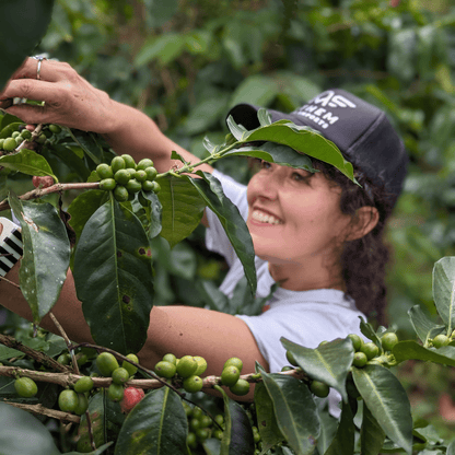 Coffee Origin Tour Colombia - 7 Days Specialty Coffee