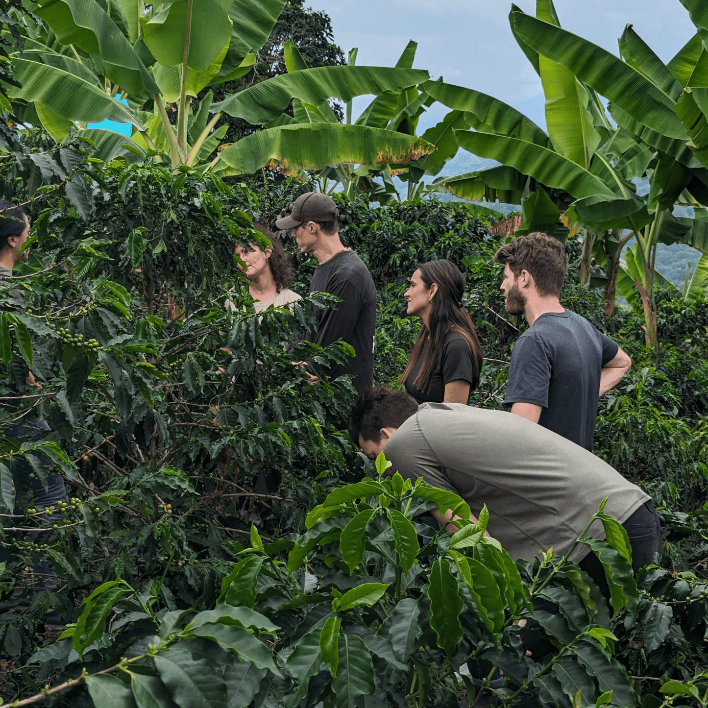 Coffee Origin Tour Colombia - 7 Days Specialty Coffee