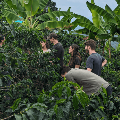 Coffee Origin Tour Colombia - 7 Days Specialty Coffee