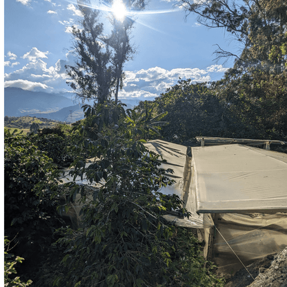 Coffee Origin Tour Colombia - 7 Days Specialty Coffee