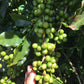 Rohkaffee - Brasilien - CQT - COCARIVE - Mantiqueira Azul (pulped natural)