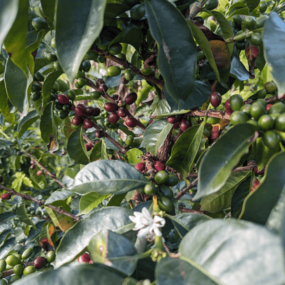 Coffee Origin Tour Colombia - 7 Days Specialty Coffee