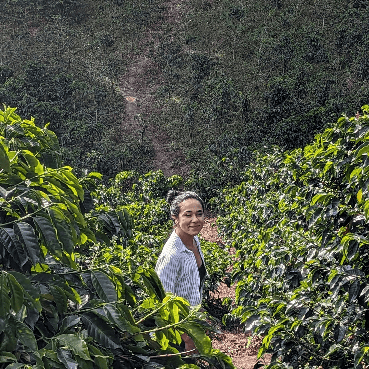 Coffee Origin Tour Colombia - 7 Days Specialty Coffee