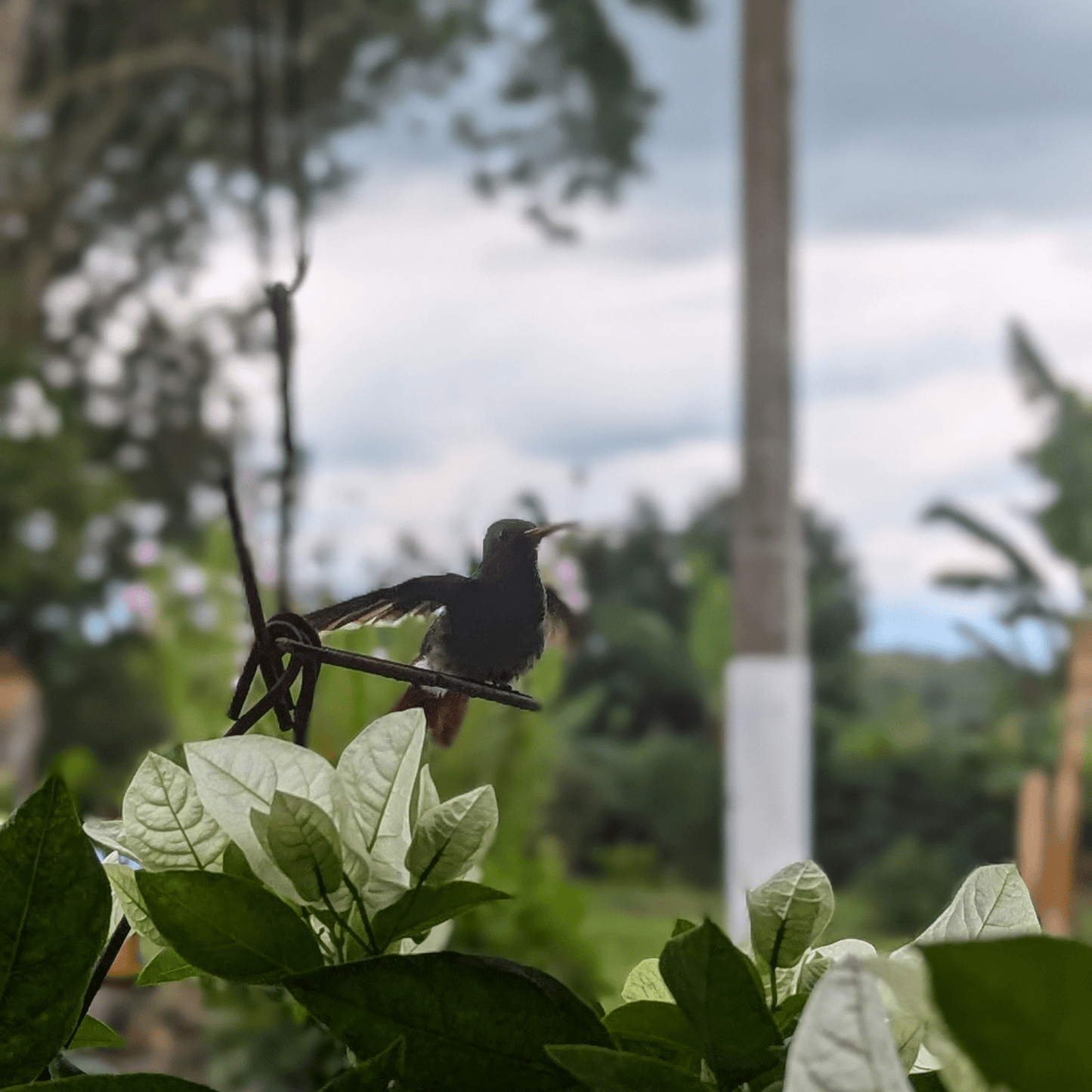 Coffee Origin Tour Colombia - 7 Days Specialty Coffee