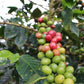 Green Coffee - Rainforest Community Coffee - RFA Certified (washed)