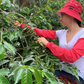 Green coffee - Monteverde Geisha (red natural)